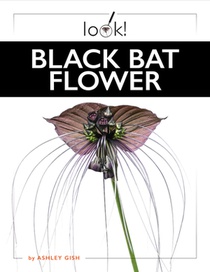 Black Bat Flower