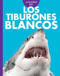 Curiosidad Por Los Tiburones Blancos
