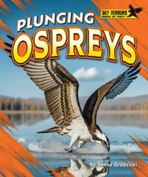 Plunging Ospreys