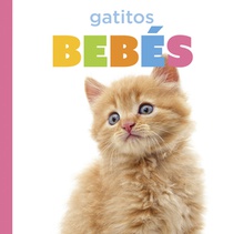 Gatitos Bebés