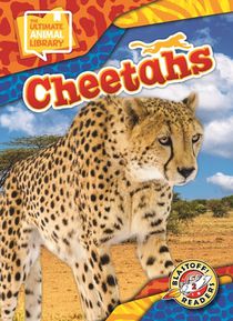 Cheetahs