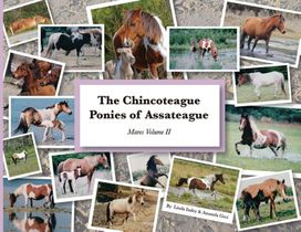 The Chincoteague Ponies of Assateague